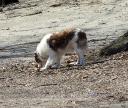 The Big Sniff
