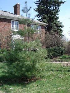 quentin-white-pine