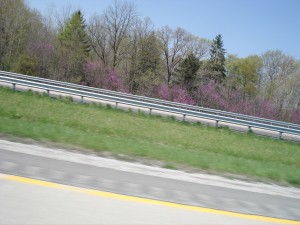 road-dogwood