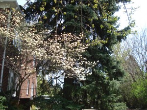 road-looking-up-at-apple-and-blue-spruce