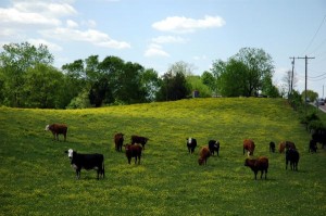 daytoncows