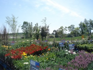 walmart-flowers