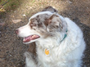 my-noble-profile