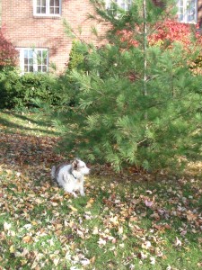sydney-at-tree