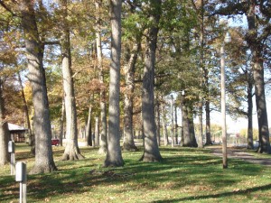 trees-at-fairground