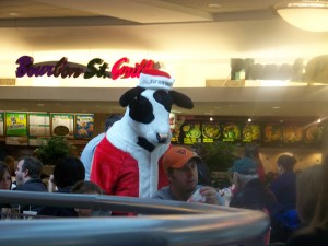 cow-look-at-guy