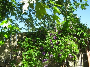 clematis one