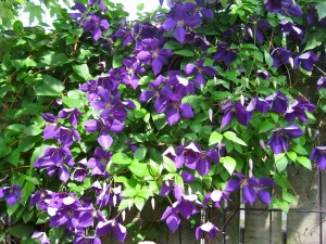 clematis wednesday clematis wednesday