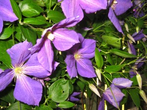 clematis yesterday