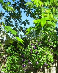 clematis2