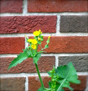 mutant dandelion mutant dandelion